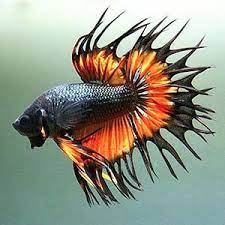 crowntail